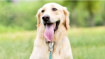 Naturally Eliminating Heartworms in Dogs