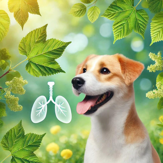 Mulberry Leaf for Pets: Natural Support for Respiratory Health