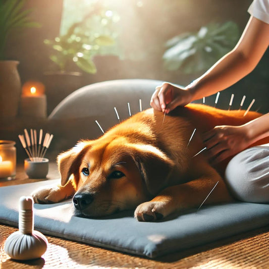 Acupuncture for Canine Cancer: A Natural Way to Support Your Dog’s Health