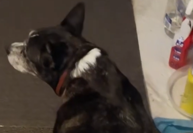 Hannah’s Tail Still Wags – A Story of Love and Resilience