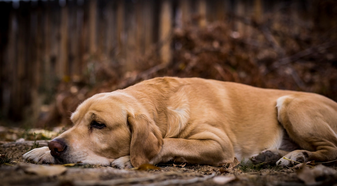 short-coated tan dog lying on soil