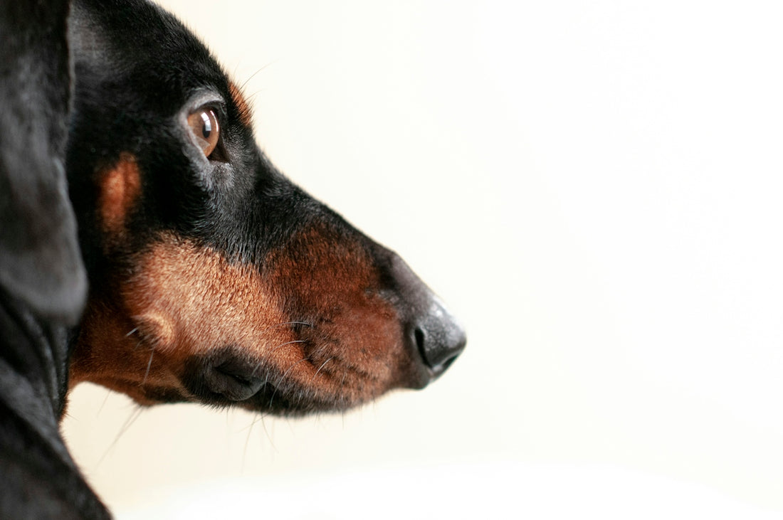 black and tan dog