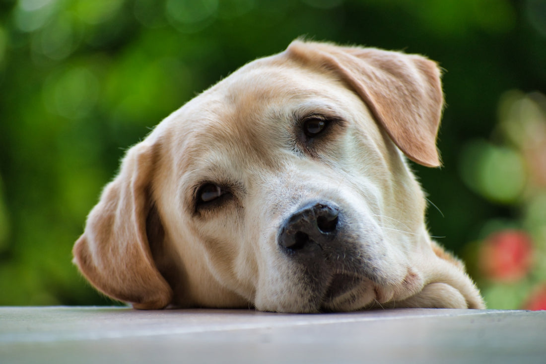 a close up of a dog laying on the ground