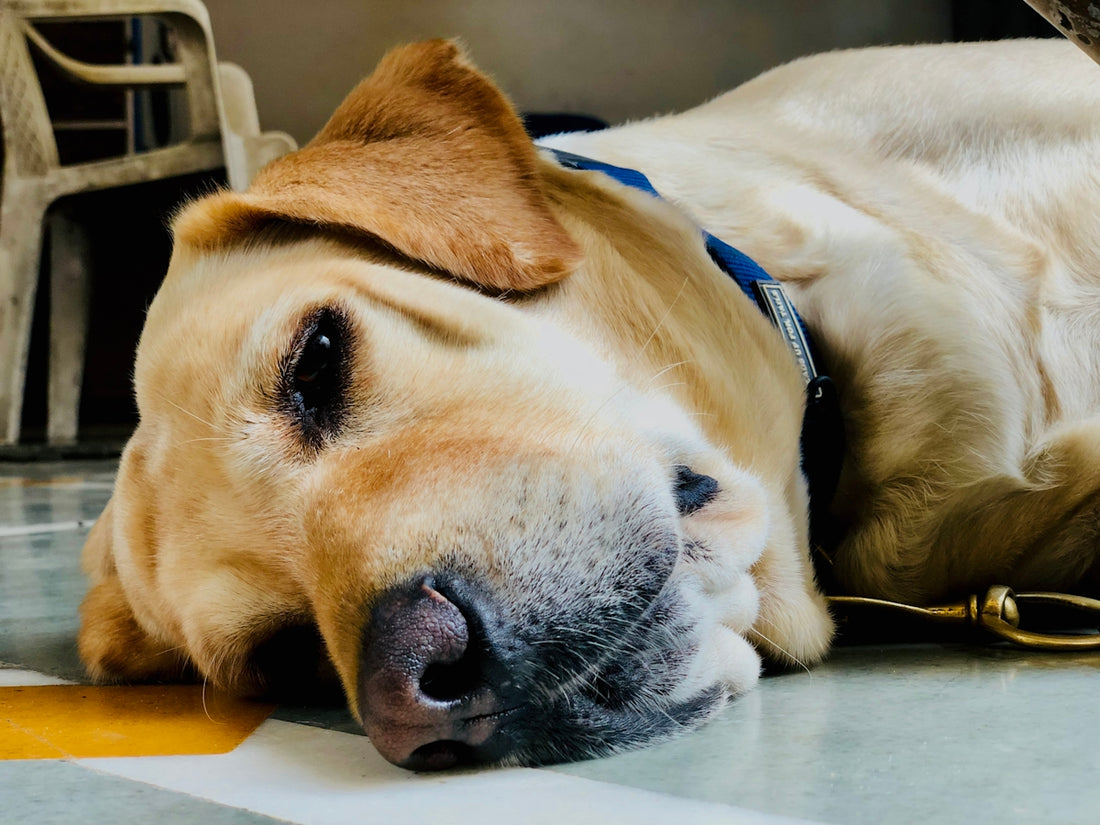 brown dog lying on floor