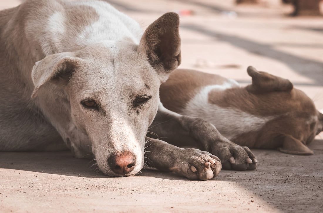 two dogs lying on grey floor at daytime