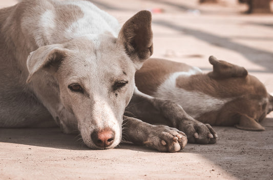 two dogs lying on grey floor at daytime