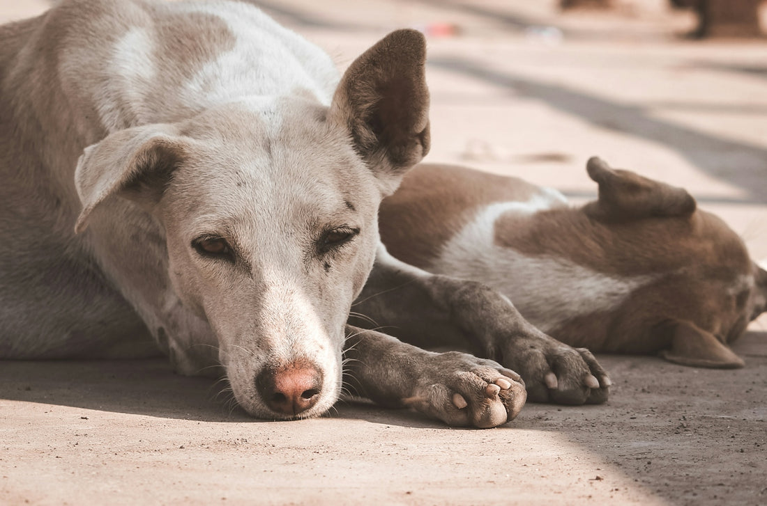 two dogs lying on grey floor at daytime