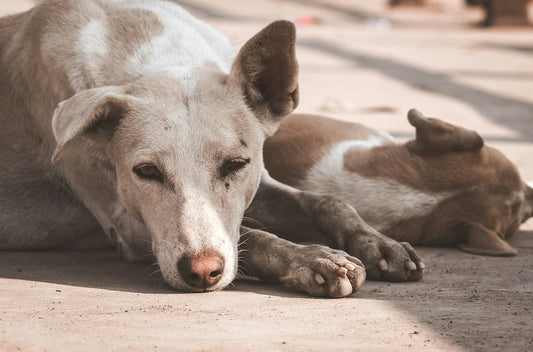two dogs lying on grey floor at daytime