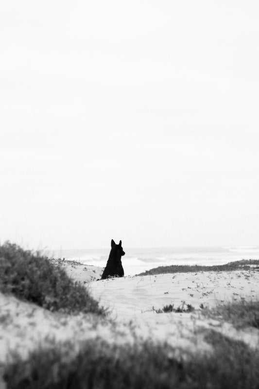 grayscale photography of black animal