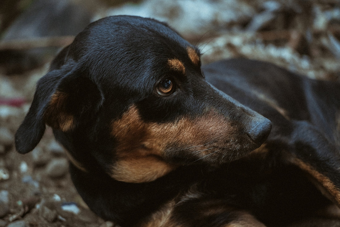 black and tan short-coated dog lying on ground