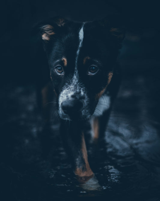 black dog walking