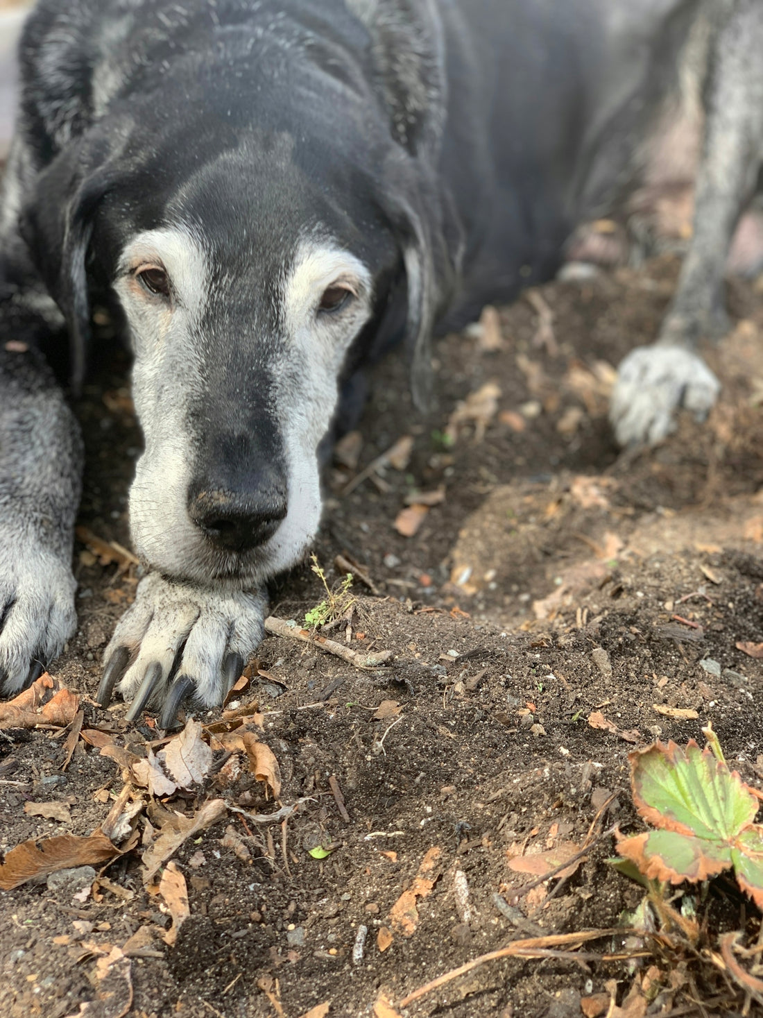 short-coated black and gray dog