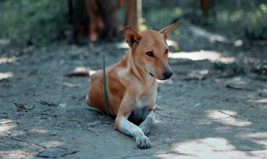 short-coated brown dog lying on ground
