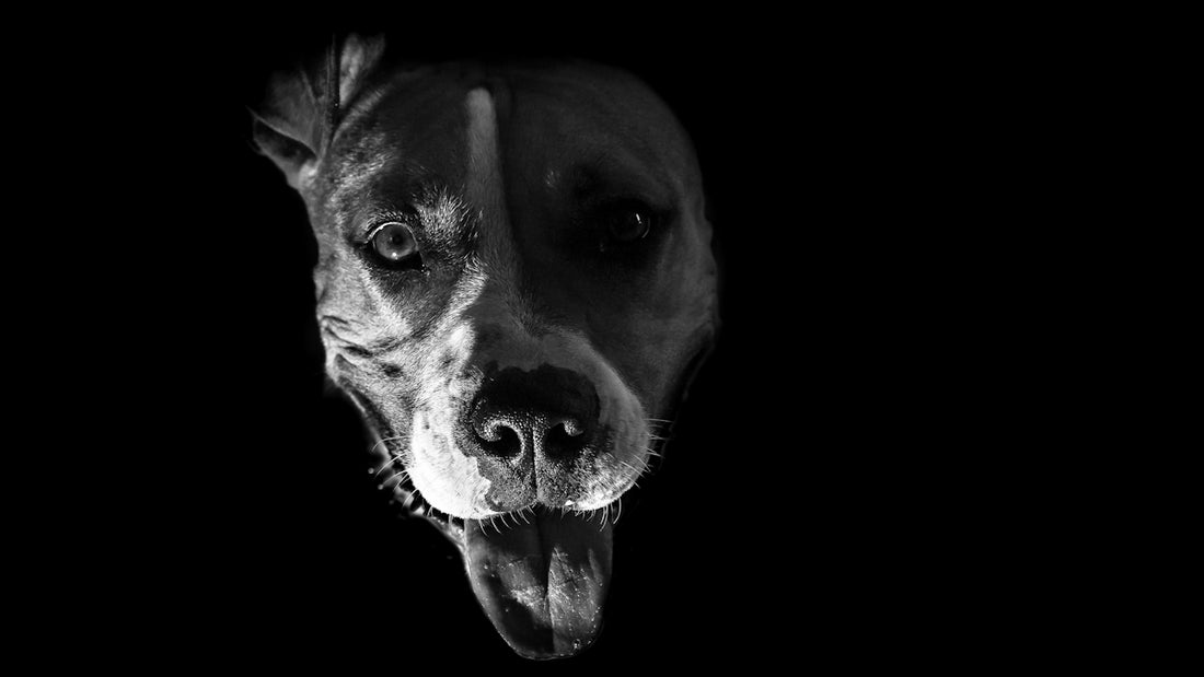 sort-hvid fotografering af hund