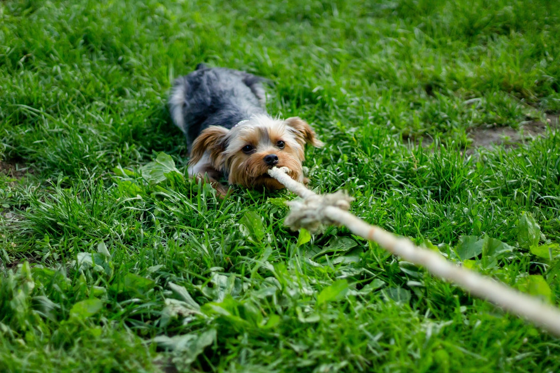 Yorkshire terrier pulling a rope