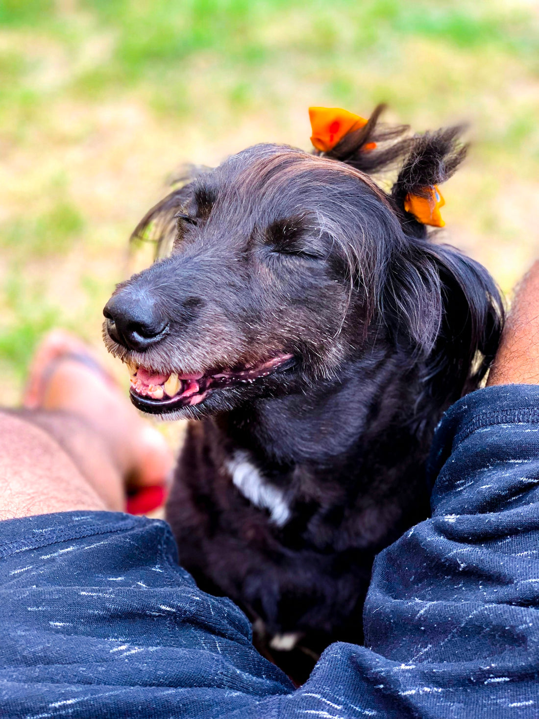 short-coat black dog on human leg