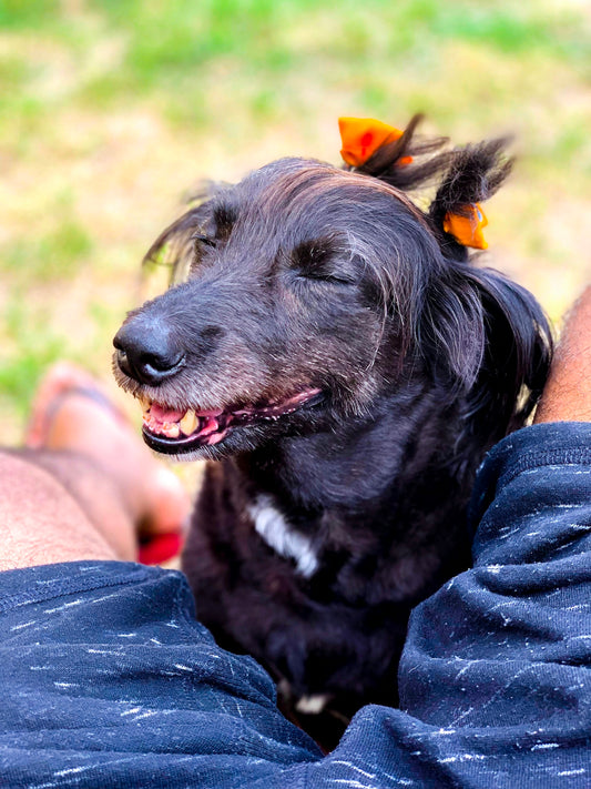 short-coat black dog on human leg