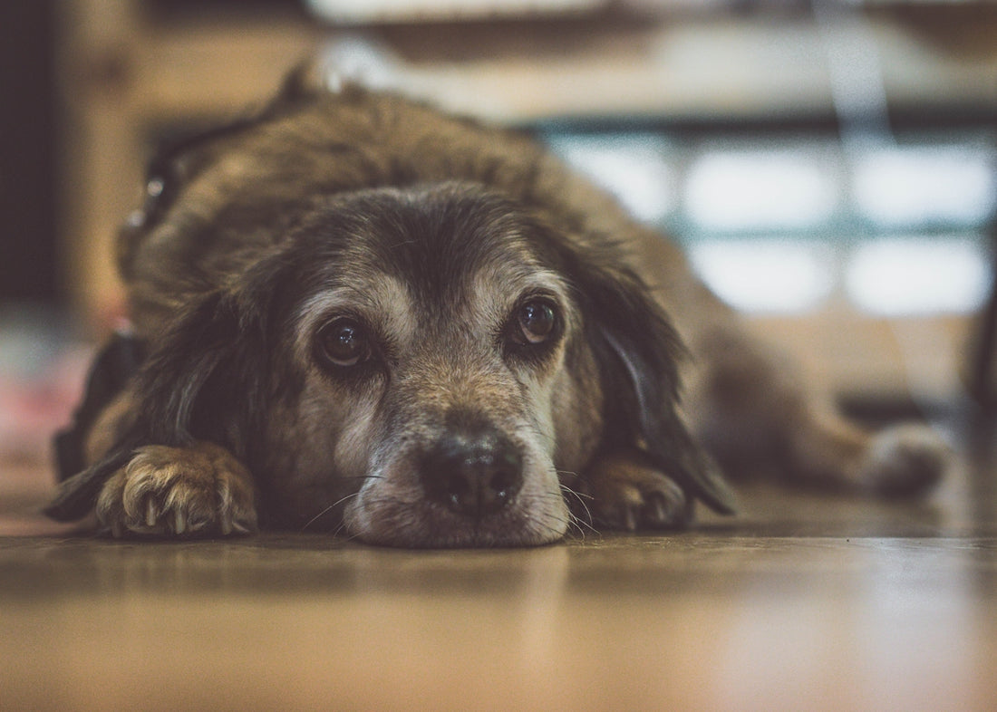 shallow focus photo of long-coated brown and black dog