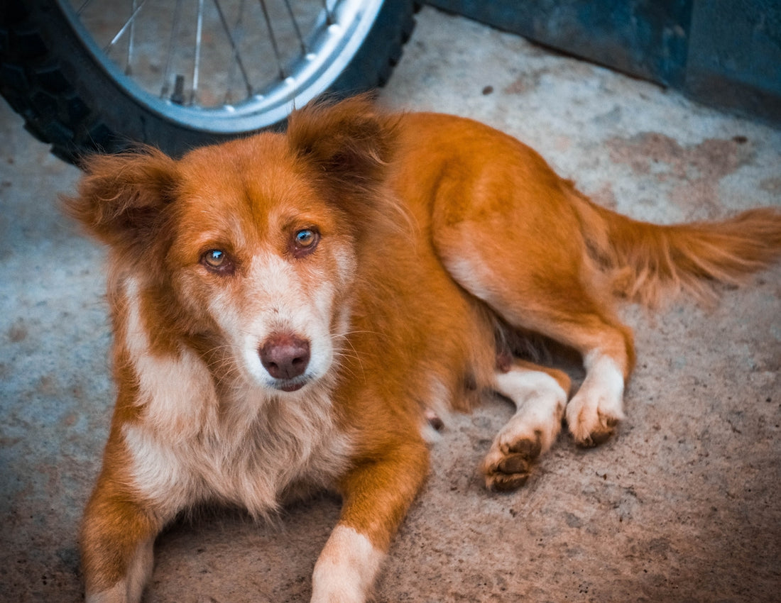long-coated brown and white dog