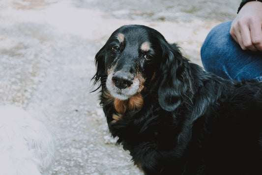 black coated dog