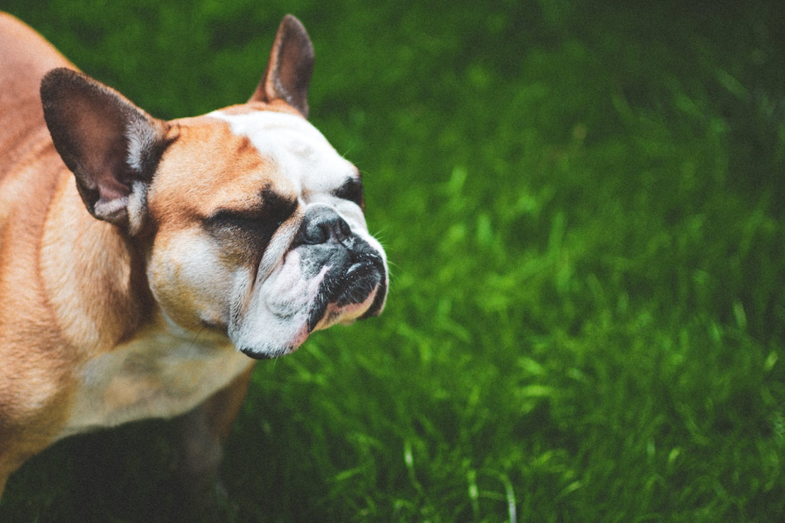 short-coated tan and white dog close-up photography