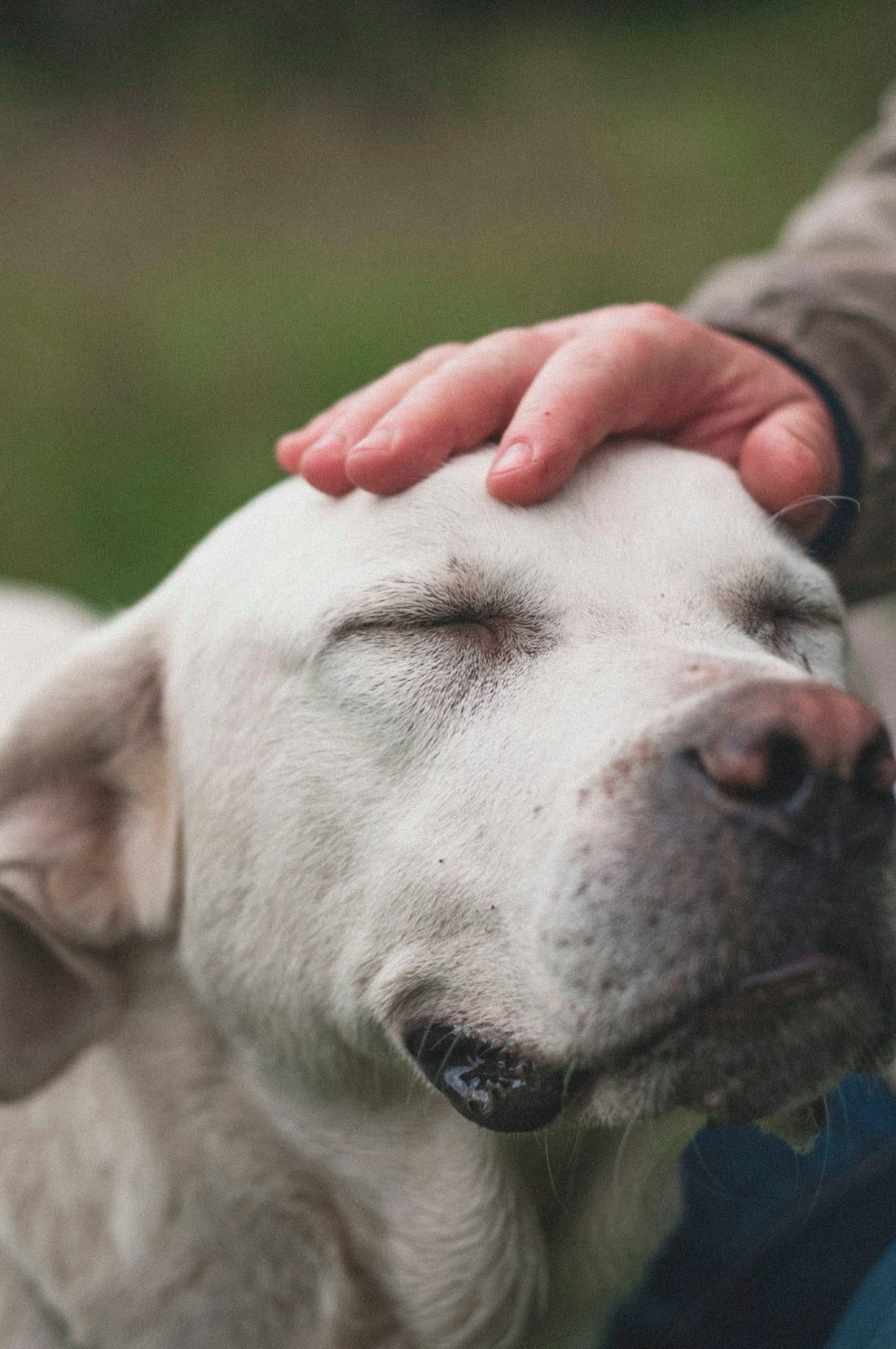 short-haired white dog