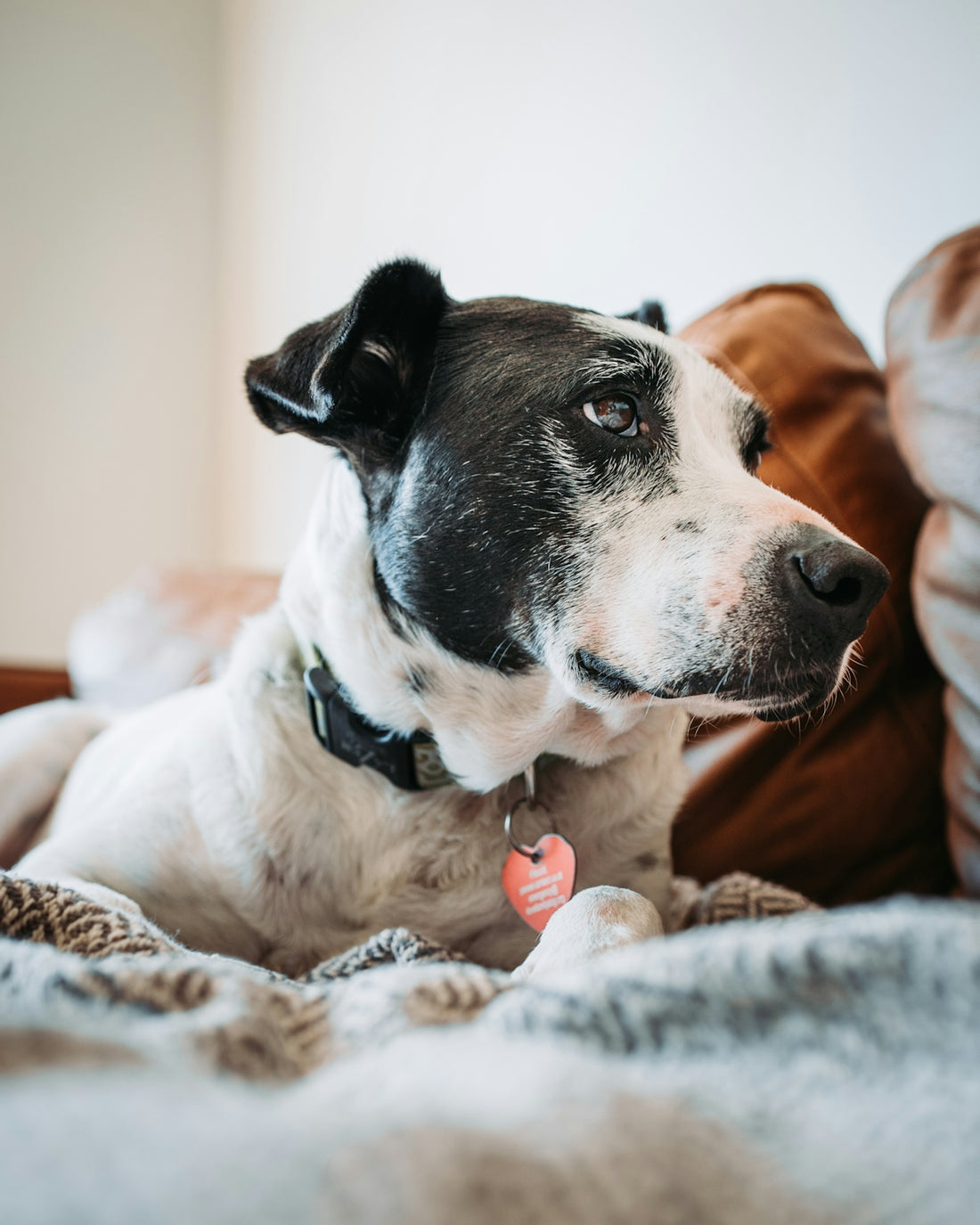 short-coat black and white dog