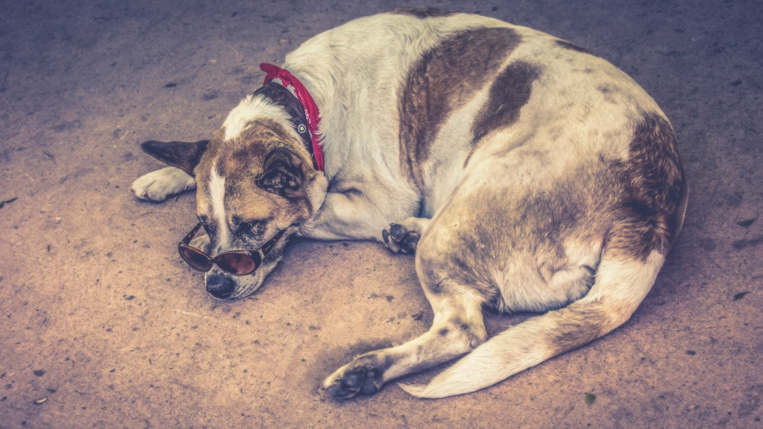 a brown and white dog laying on the ground