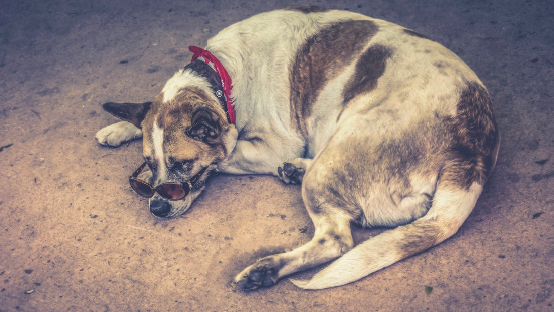 a brown and white dog laying on the ground