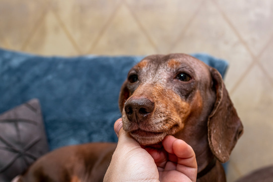 person touching dog