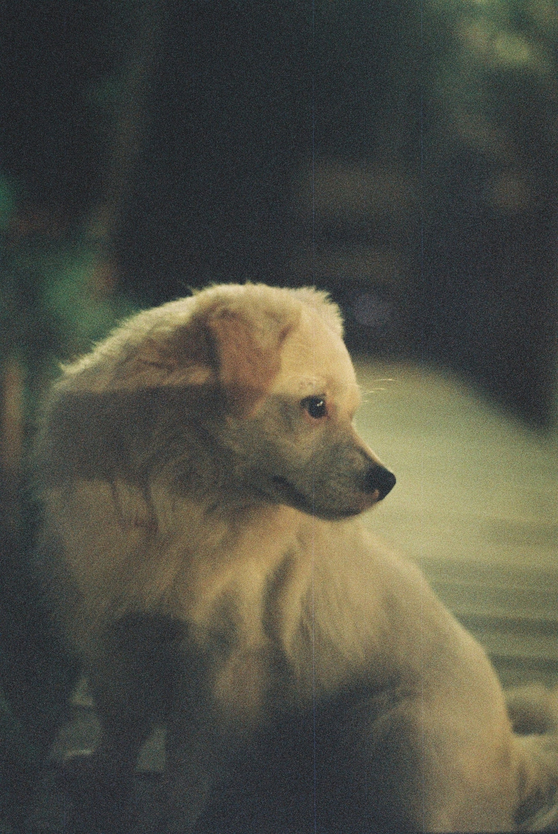 short-coat beige puppy