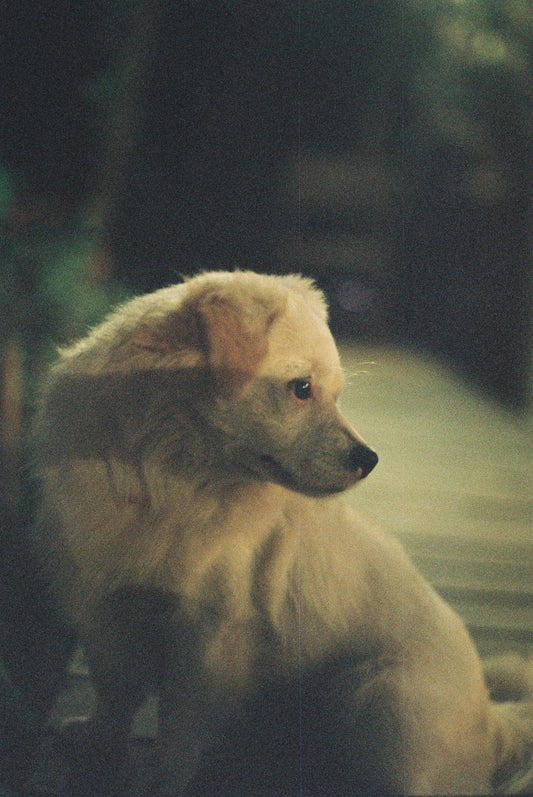 short-coat beige puppy