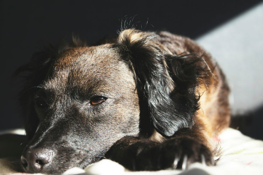 photo of brown and black coated dog