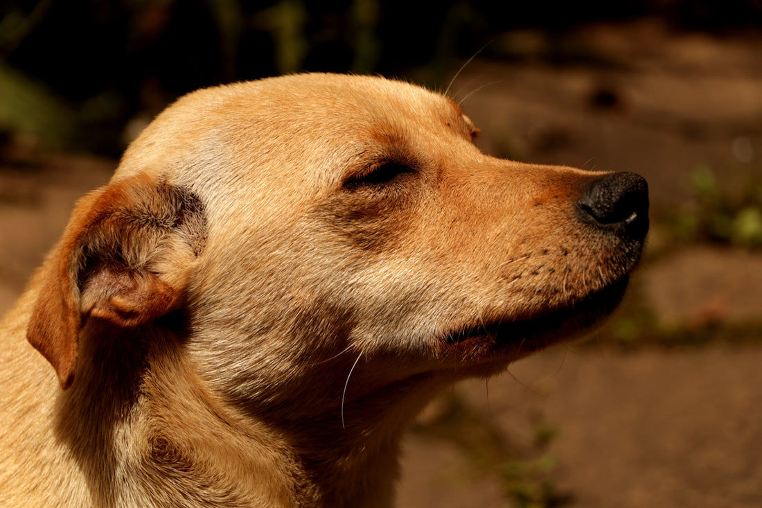 close-up photography of yellow dog