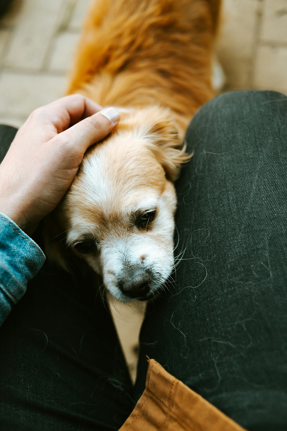 brown and white dog in front of man