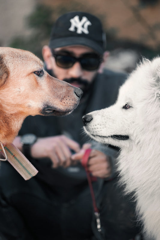 two tan and white dogs