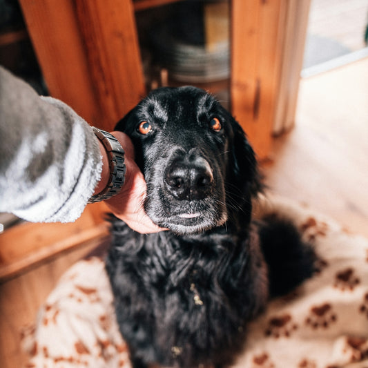 long-coated black dog