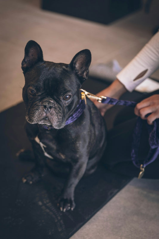 macro photography of black bulldog