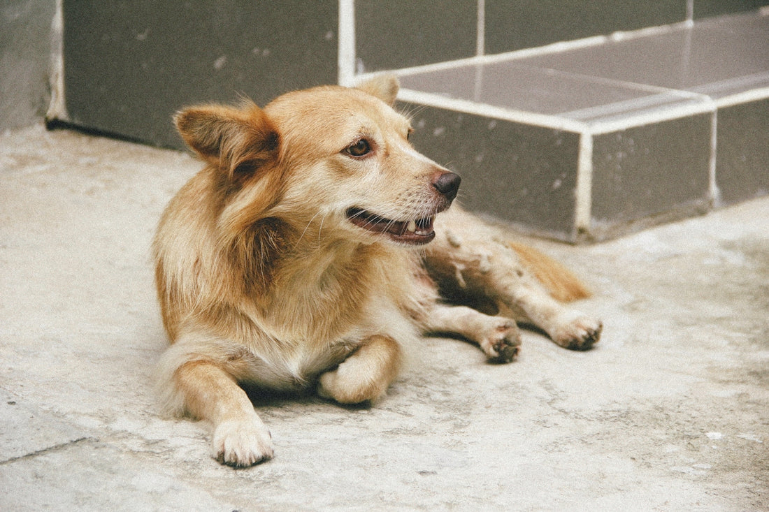 dog sitting near stairs
