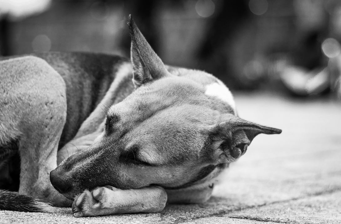 grayscale photo of short coated dog lying on concrete floor