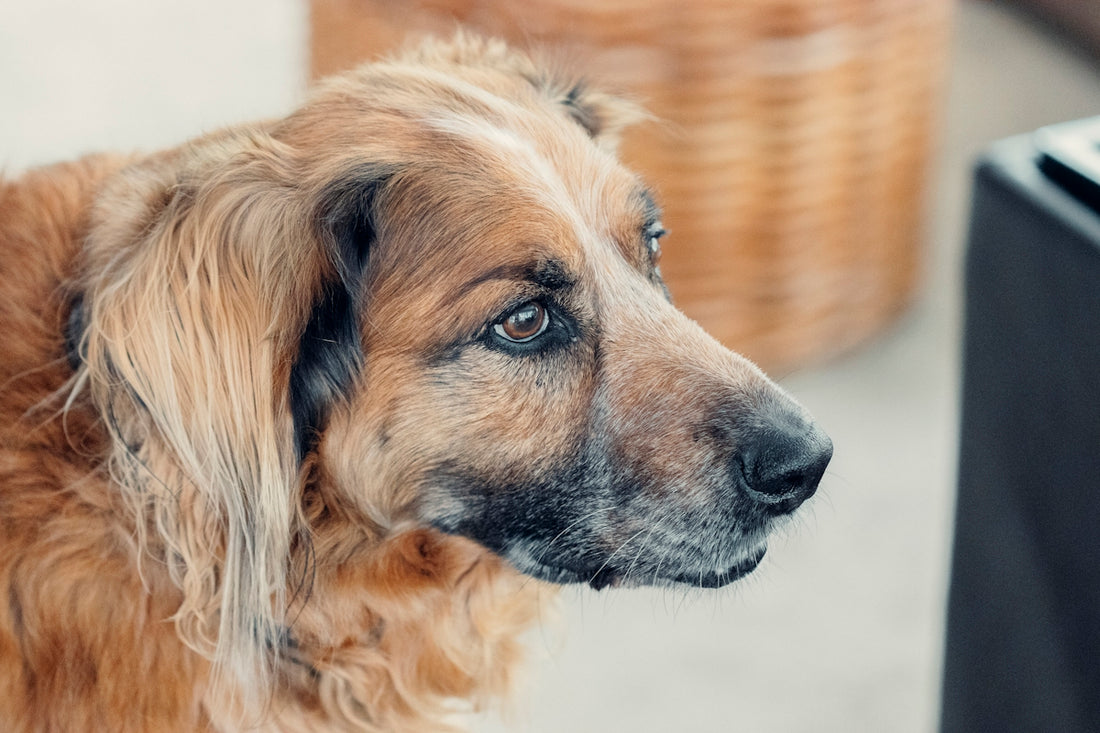 brown and black short coated dog