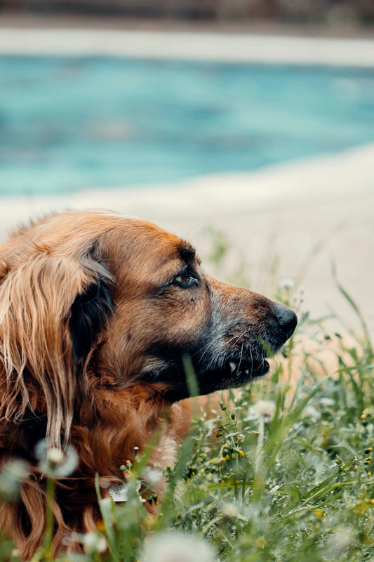 brown and black short coated dog on green grass during daytime