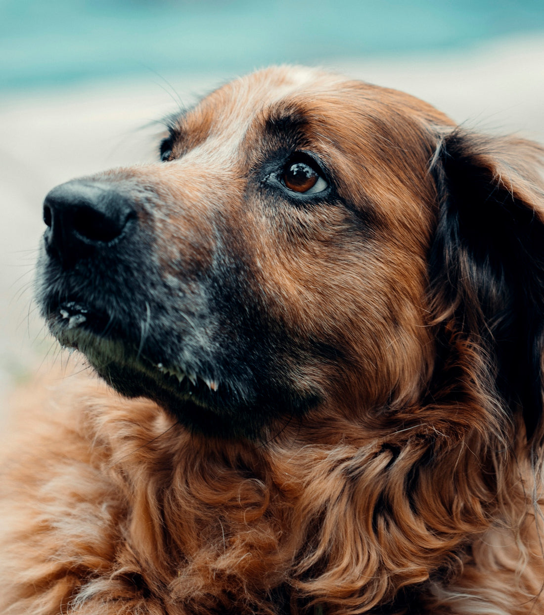 brown long coated dog with black eyes