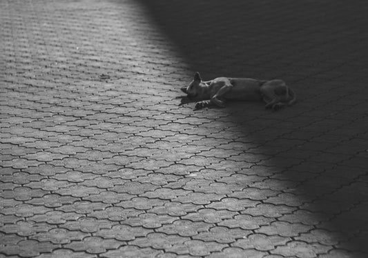 grayscale photography of 2 dogs lying on floor