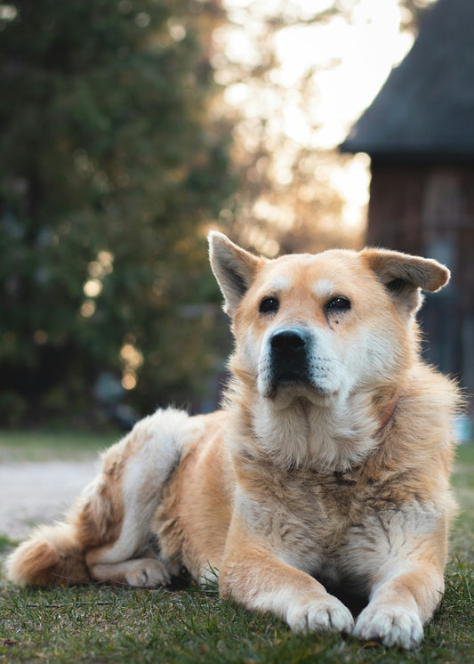 brown and white short coated dog