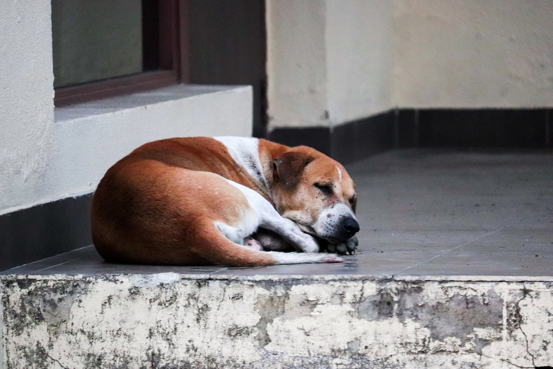 brown and white short coated dog lying on gray concrete floor