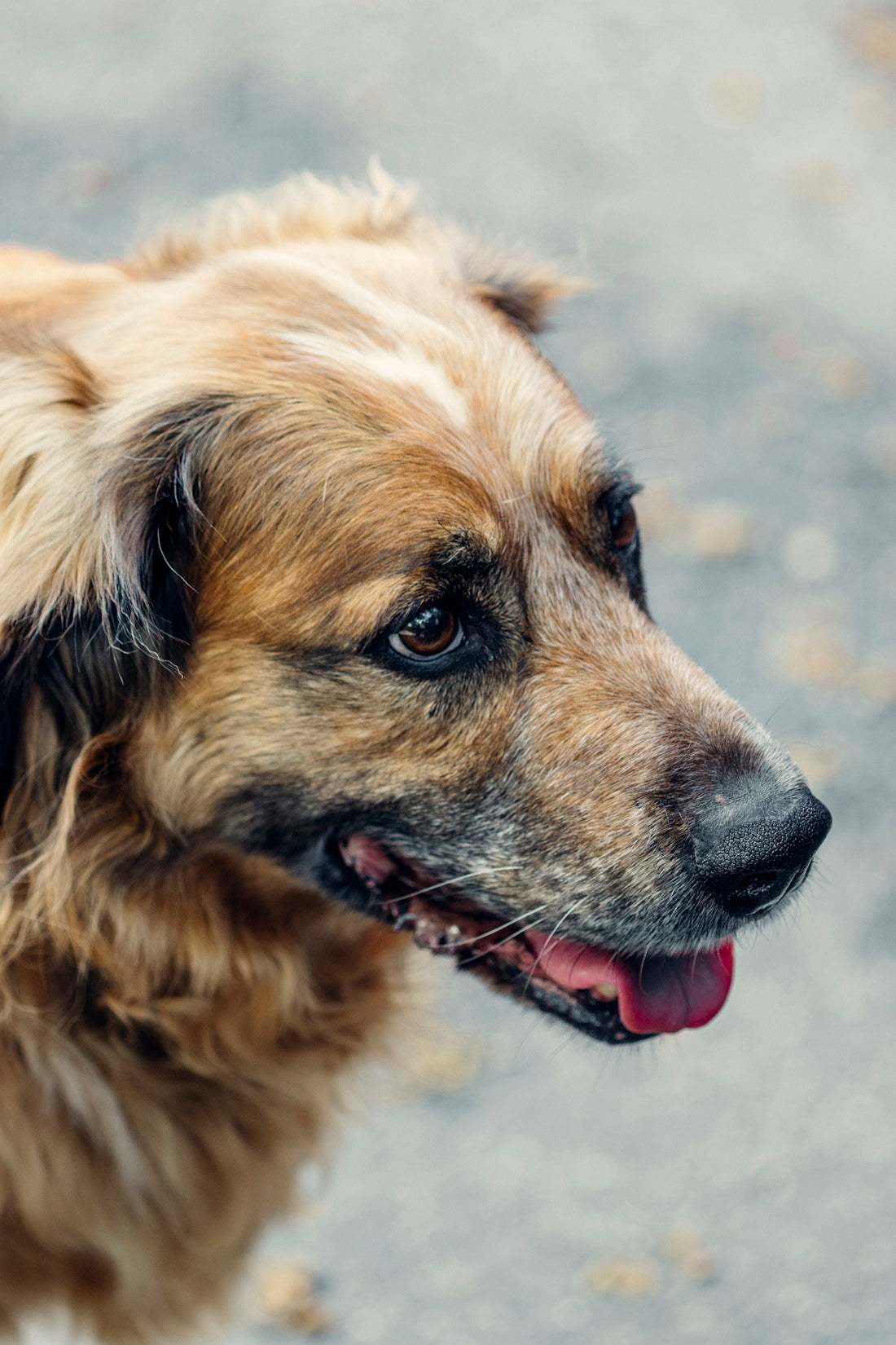 brown and black long coated dog