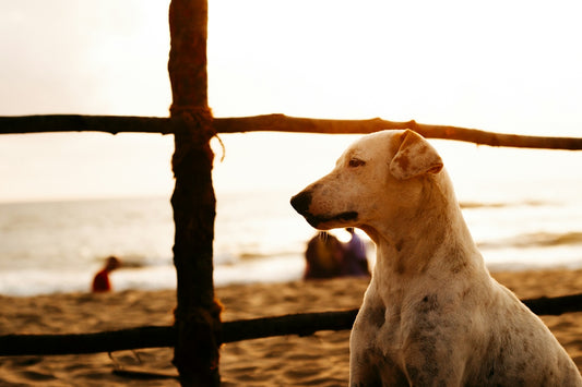 A white dog sits on a beach at sunset