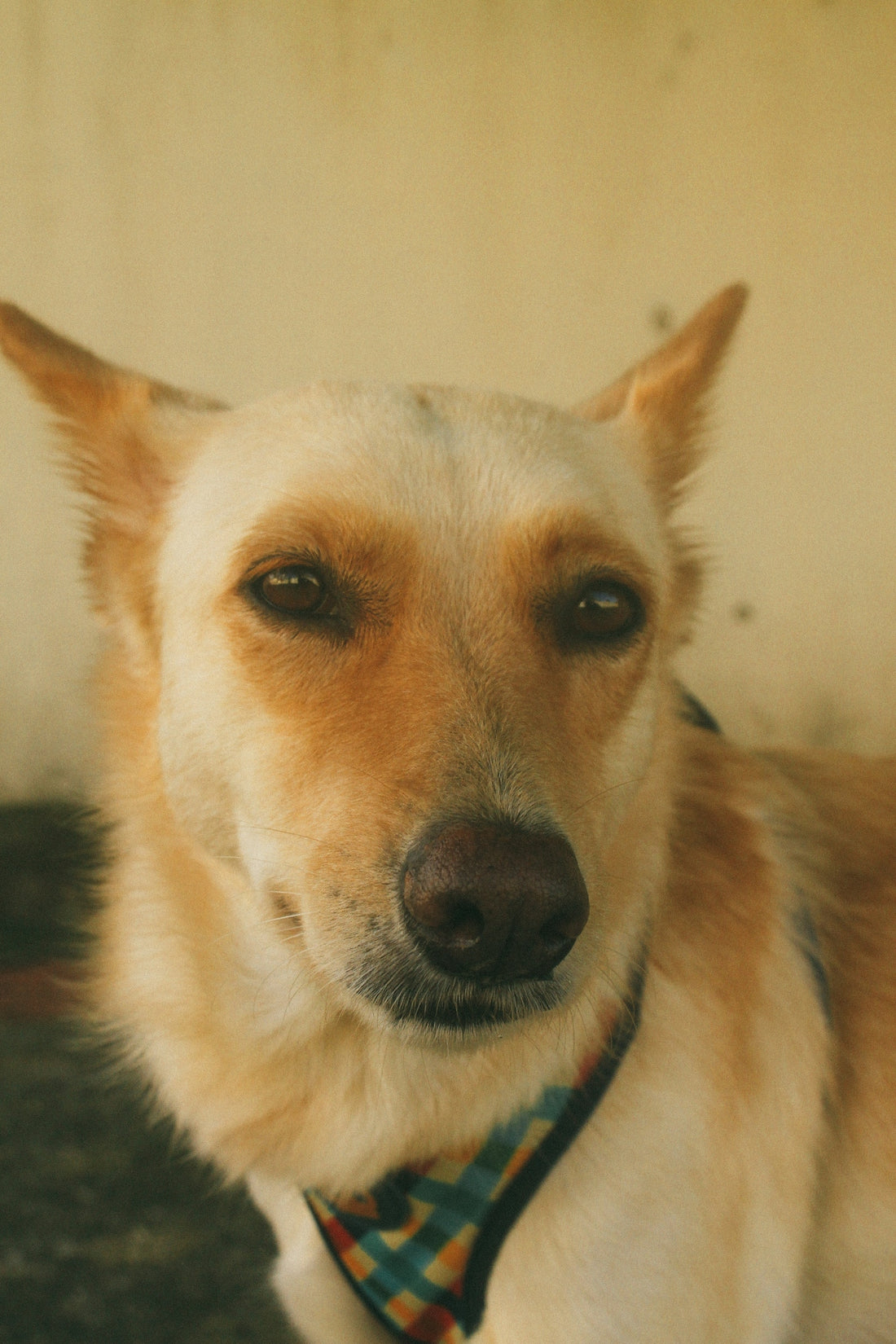 white short coated dog with green eyes