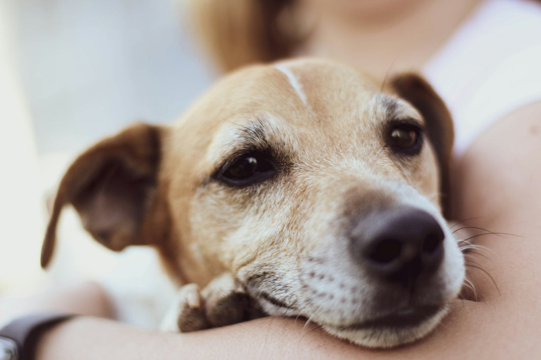 brown short coated dog on persons hand